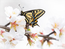 Photo By Bette Boren