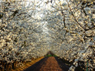 Photo By Friesen Family Farms