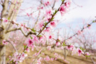 Photo By Linda Kobashigawa