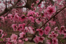 Photo By Jean Zheng