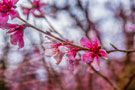 Photo By Marc Crumpler