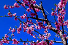Photo By Judy Dyches