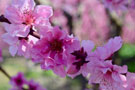 Photo By Judy Dyches