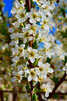 Photo By Judy Dyches