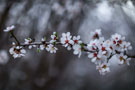 Photo By Chhanna Hasegawa