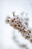 Photo By Chhanna Hasegawa