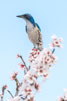 Photo By Cha Xiong