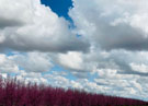 Photo By Yue Lu