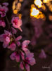 Photo By William Lee