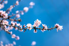 Photo By Lucas Yan