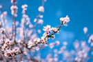 Photo By Lucas Yan