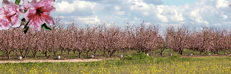 Fresno County Blossom Trail